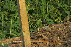 Zapornia flavirostra