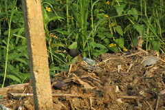 Zapornia flavirostra