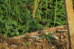 Zapornia flavirostra