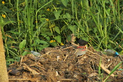 Zapornia flavirostra