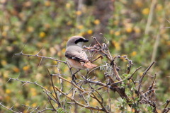 Lanius isabellinus