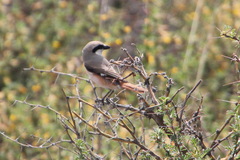 Lanius isabellinus