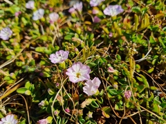 Falkia repens