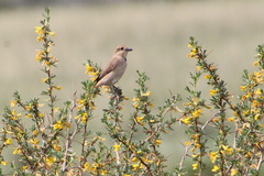 Lanius isabellinus