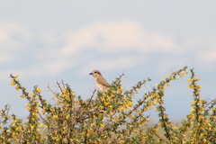 Lanius isabellinus