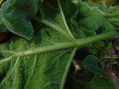 Aphis umbrella