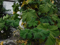 Aphis umbrella