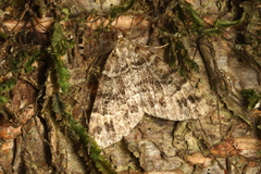 Pseudocoremia productata