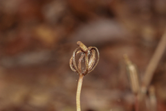 Didymoplexis micradenia