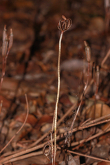 Didymoplexis micradenia