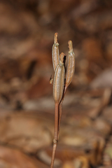 Didymoplexis micradenia