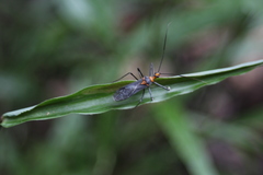 Repipta fuscipes