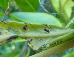 Austropsecadia chlorina