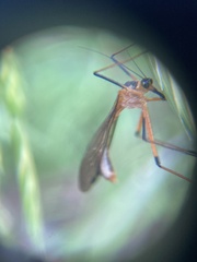 Harpobittacus australis
