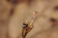 Didymoplexis micradenia