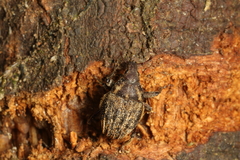 Psepholax