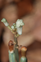 Didymoplexis micradenia