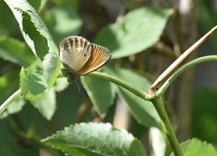 Coenonympha glycerion