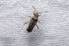 Nysius