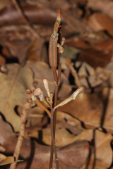 Didymoplexis micradenia