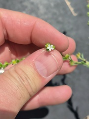 Lappula occidentalis