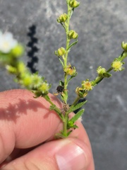 Lappula occidentalis