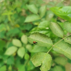 Compsapoderus