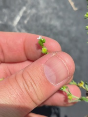 Lappula occidentalis