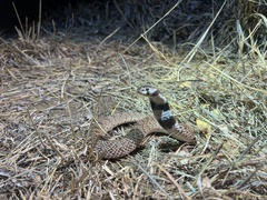 Aspidelaps scutatus intermedius