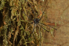 Enantiobuninae