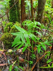 Sambucus gaudichaudiana