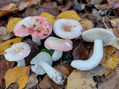 Russula betularum