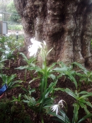 Crinum
