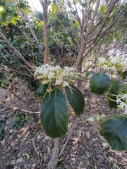 Clerodendrum floribundum