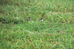 Spermestes cucullata