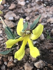 Goodenia arguta