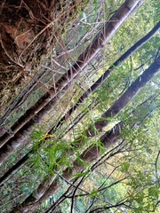 Dendrobium cunninghamii