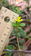 Hibbertia aspera