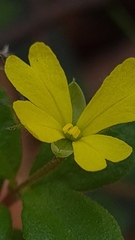 Hibbertia aspera