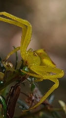 Sidymella rubrosignata