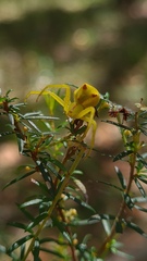 Sidymella rubrosignata