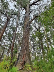 Eucalyptus viminalis