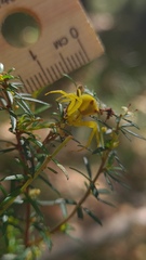 Sidymella rubrosignata