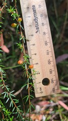 Micrantheum ericoides