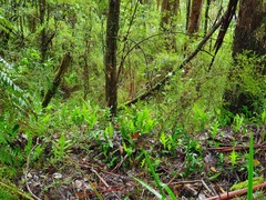 Microsorum pustulatum