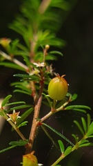 Micrantheum ericoides