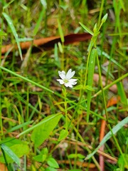 Stellaria flaccida