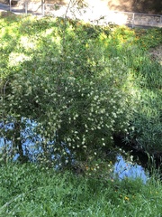 Melaleuca paludicola