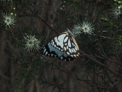Belenois java teutonia