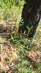 Boronia pinnata